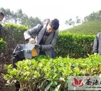 盈江县农业局茶技站进行茶叶机械采摘试验示范