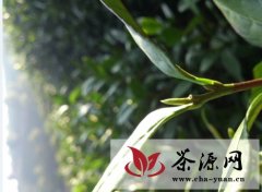 10万亩安吉白茶预计3月28日开采