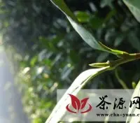 10万亩安吉白茶预计3月28日开采