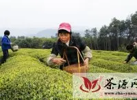 安福县千亩茶园采新茶