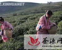 贵州“明前茶”采摘在即
