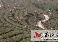 三峡移民喜采春茶