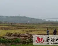 宁明县引进经济能人建立山油茶育苗基地