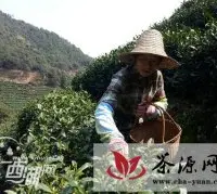 杭州转塘街道西湖龙井茶已开始零星采摘