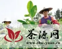 绍兴县开采今年首批“乌牛早”春茶