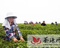 苏州高新区开采清明节前高品质贡山茶