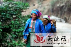 布朗族茶文化探究