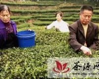 六旬老人陈善云种植百多亩茶叶演奏“茶园幸福歌”