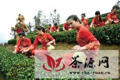 第九届温州（苍南）开茶节开幕