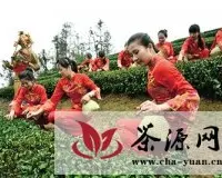 第九届温州（苍南）开茶节开幕