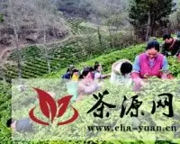 凤冈30万亩锌硒茶春茶进入采摘期