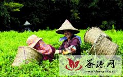 记者探访双髻娘山茶园春茶生产全过程