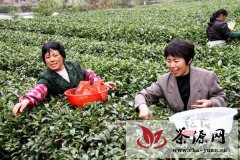 隆回县2万亩有机春茶开采