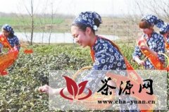 信阳市茶叶协会发布茶叶采摘指数