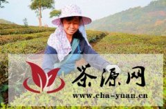 景洪市25万亩生态茶园开摘春茶
