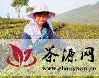 景洪市25万亩生态茶园开摘春茶