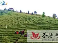 丹寨县创贵州首家GAP茶叶种植基地