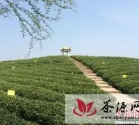 浙江松阳万亩茶海探索转型升级之路