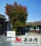 溱潼古山茶观赏节3月29日开幕