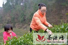 凤冈县30万亩锌硒茶春茶开始进入首轮采摘期