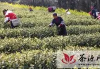 今春襄阳首批芽茶上市 新茶4月下旬大量上市
