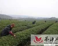 修水春茶开采 预计今年产茶6千吨