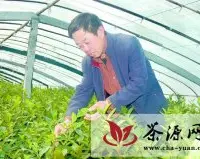 “烟台绿茶”欲跻身农业品牌前四强