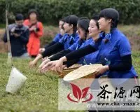 福州北峰茶园开采开春第一茶