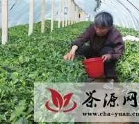 泰安“明前茶”抢占春茶市场