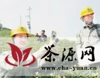 新昌县供电：红外线测温保春茶