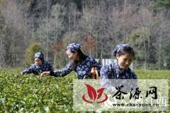 江西婺源打造中国有机茶第一县