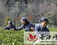 江西婺源打造中国有机茶第一县