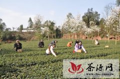 川茶集团举行网友体验早茶节活动