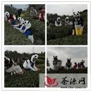 近10吨熊猫粪便种植培育天价熊猫茶“稀品”