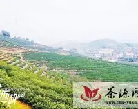 西湖龙井今春新茶预计3月20日后上市