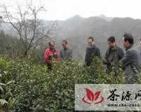 杨清平深入达仁镇检查茶叶产业发展工作