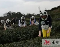 雅安天价“熊猫茶”春茶首采