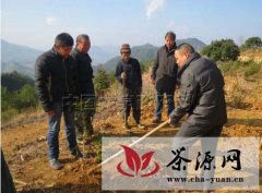 龙泉市今春完成油茶造林2100亩