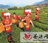 华安县改造旧茶园促农增收致富