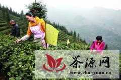 洪雅县有机茶陆续进入采摘期