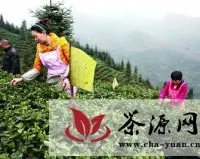 洪雅县有机茶陆续进入采摘期