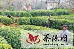 陇南康县5万亩茶园进入修剪期