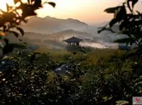 长兴10万亩茶园被列为浙北白茶重点优势区域
