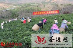 海南乌石农场举办女职工采茶技能大赛
