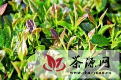 闽茶企建言“玉茗奖” 现茶行业榜样力量