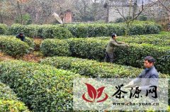 甘肃康县5万亩茶园进入修剪期