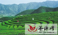 贺州市茅坪村产业项目：种植瑶山甜茶