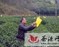 灵山县农技人员进茶园助力春茶增收