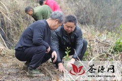 宿松县农技人员指导村民种植茶叶
