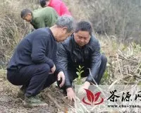 宿松县农技人员指导村民种植茶叶